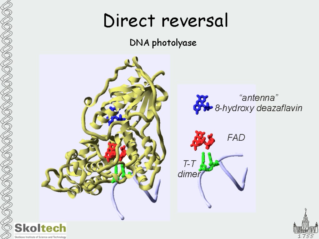 Direct reversal DNA photolyase